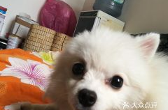 广州宠物,从繁育到陪伴，打造温馨宠物生态圈