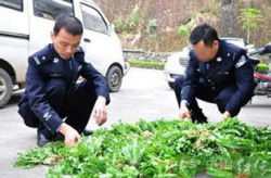 罂粟苗当菜吃被拘,种植罂粟苗者被依法惩处！”