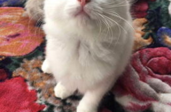 宠物猫化验血一次费用多少钱左右啊,宠物猫化验血费用概览