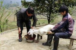 孕妇梦到钓龙虾是男是女周公解梦的吗,孕妇梦到钓龙虾，揭秘性别预兆与梦境寓意