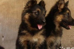 德国牧羊犬幼犬价格,了解市场行情与选购要点