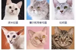 宠物猫的名字,宠物猫命名趣谈与寓意解析”