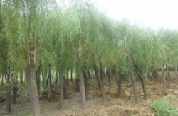 中国苗木价格网,助力行业信息化，打造苗木交易新平台
